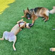 Thumbnail photo of Mocha 3099 #3