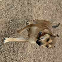Thumbnail photo of Casey #4