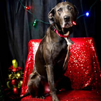 Thumbnail photo of Dirk #1