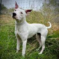 Thumbnail photo of Dulce #1