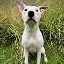 Thumbnail photo of Dulce #2