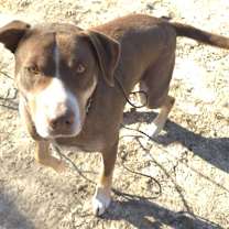 Thumbnail photo of Bobby #4