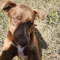 Thumbnail photo of Albert #4