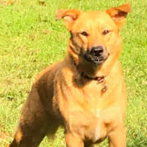 Thumbnail photo of SPECIAL STELLA #2