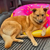 Thumbnail photo of SPECIAL STELLA #3