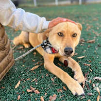 Thumbnail photo of Lily #4