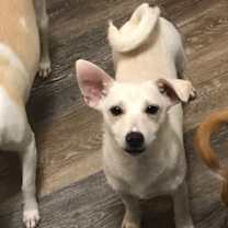 Thumbnail photo of Angel's Cherubs: Hugo #2