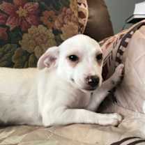 Thumbnail photo of Angel's Cherubs: Hugo #4