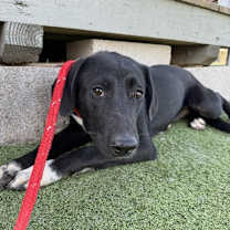 Thumbnail photo of June Bug #3