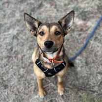 Thumbnail photo of Elphie #1
