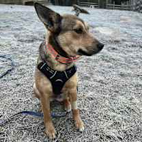 Thumbnail photo of Elphie #4