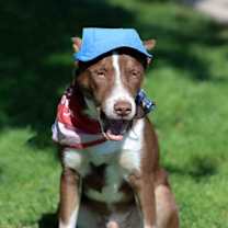 Thumbnail photo of Chocolate #2