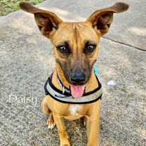 Thumbnail photo of C58-24 Daisy #1