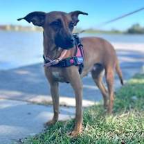 Thumbnail photo of C58-24 Daisy #2