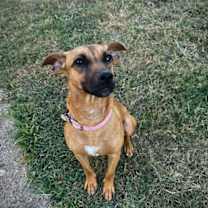 Thumbnail photo of C58-24 Daisy #3