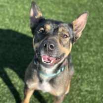 Thumbnail photo of Bella #1