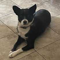 Thumbnail photo of Brie (a courtesy listing in Olive Branch, MS) #1