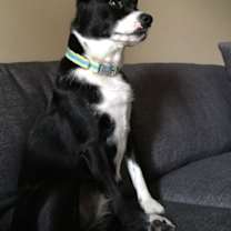 Thumbnail photo of Brie (a courtesy listing in Olive Branch, MS) #2