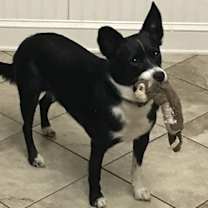 Thumbnail photo of Brie (a courtesy listing in Olive Branch, MS) #3