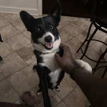 Thumbnail photo of Brie (a courtesy listing in Olive Branch, MS) #4