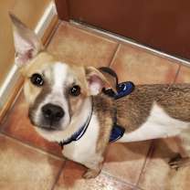 Thumbnail photo of Scout KA #1