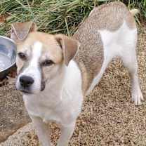 Thumbnail photo of Scout KA #3