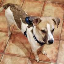 Thumbnail photo of Scout KA #4