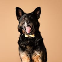 adopt-pet