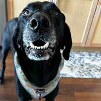 Thumbnail photo of Koa (Cross Post) #4