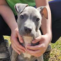 Thumbnail photo of MOOSE #1