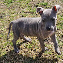 Thumbnail photo of MOOSE #2