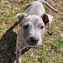 Thumbnail photo of MOOSE #3