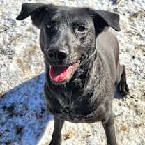 Thumbnail photo of Salem #1