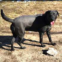 Thumbnail photo of Salem #2