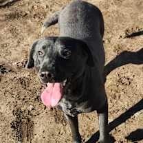 Thumbnail photo of Salem #4