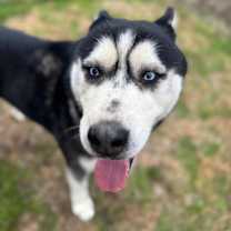 Thumbnail photo of Zeus #2