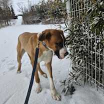 Thumbnail photo of Lucy #2