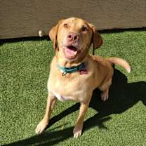 adopt-pet