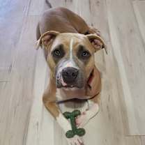 adopt-pet