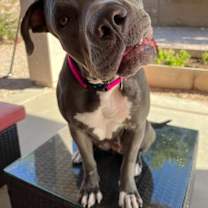 adopt-pet