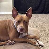 Thumbnail photo of Molly #2