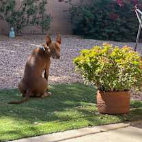 Thumbnail photo of Molly #3