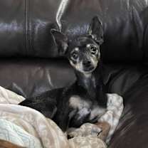 adopt-pet