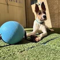 adopt-pet
