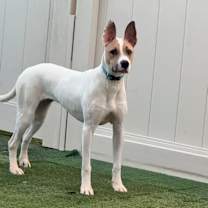 Thumbnail photo of Moxie #2