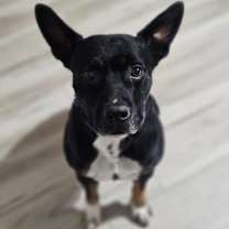 adopt-pet