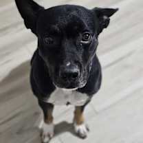 Thumbnail photo of Adolis #2