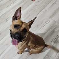 adopt-pet