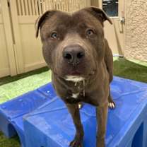adopt-pet