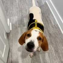 Thumbnail photo of Boomer #1
